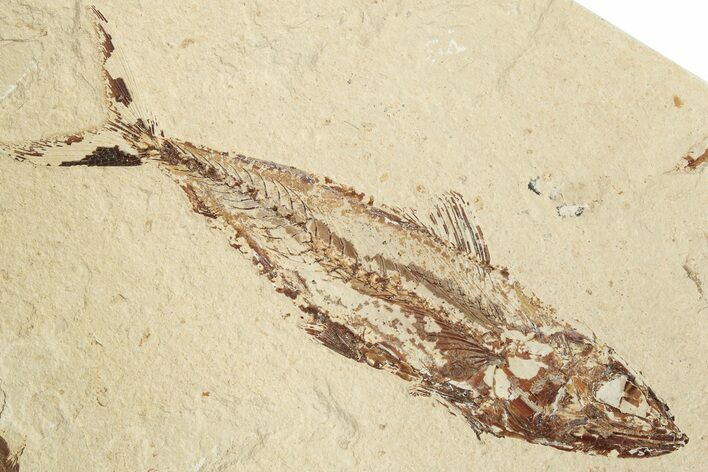 Cretaceous Fossil Fish (Halec) - Lebanon #200691